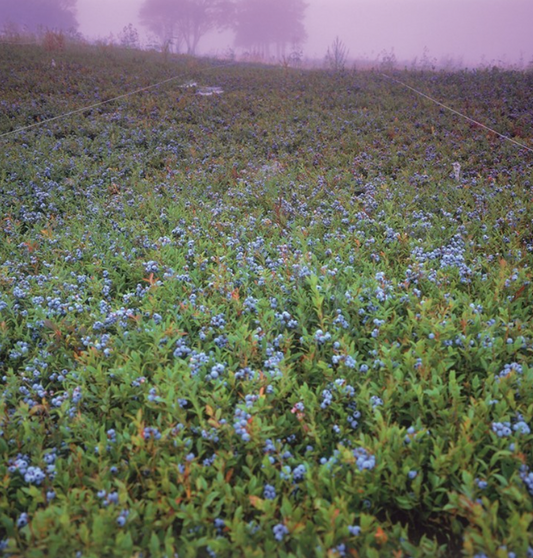 Wild Blueberry - Sarjesa